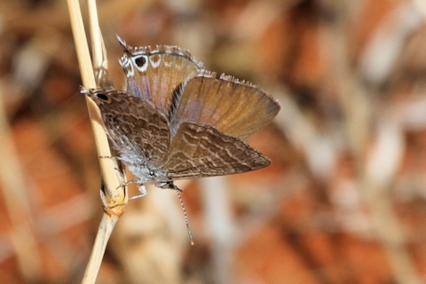 Wattle Blue (Theclinesthes miskini)